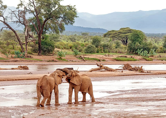 12-days-kenya-wildlife-trails-safari