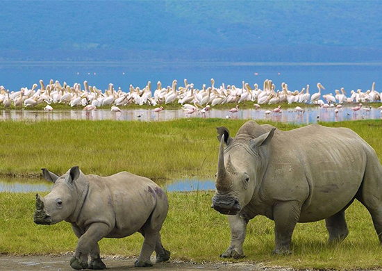 13-days-masai-mara-lake-nakuru-amboseli-lake-manyara-serengeti-ngorongoro-camping-safari
