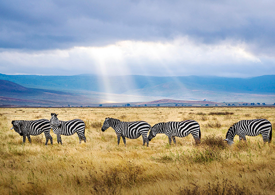 14-days-explore-kenya-tanzania-combined-camping-safari