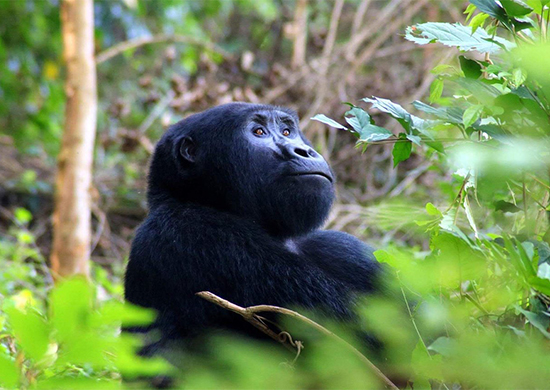 4-days-uganda-gorilla-tracking-safari