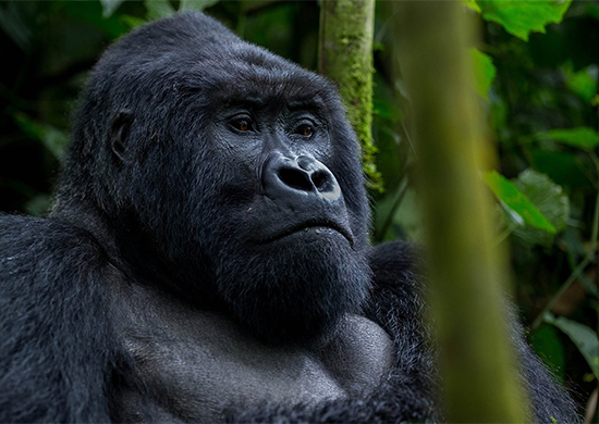 4-days-uganda-gorilla-tracking-safari