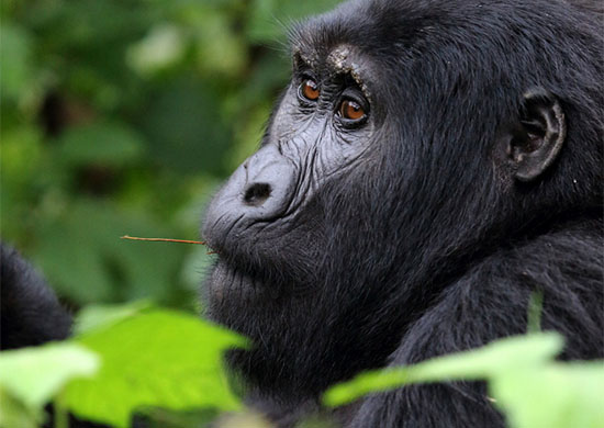 5-days-queen-elizabeth-and-bwindi-forest-national-park