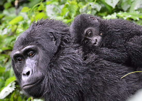 5-days-queen-elizabeth-and-bwindi-forest-national-park