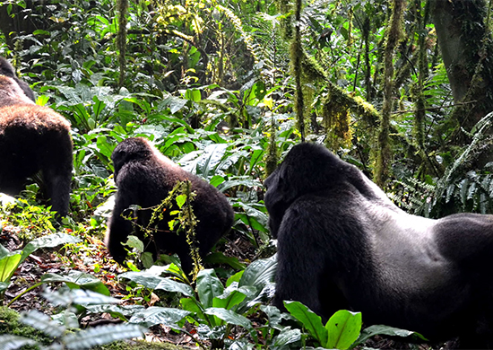 7-days-chimpanzee-trekking-and-gorilla-safari-uganda